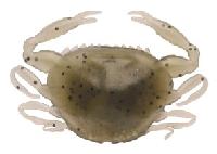 Baitbox Sea Bait Crab