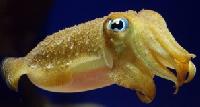 baitbox-sea-bait-cuttlefish