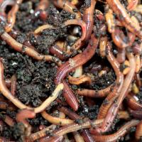 BobCo Dendrobena Worms Dendras