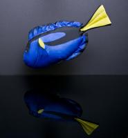 gaby-mini-blue-tang-pillow-30cm
