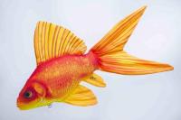 gaby-goldfish-pillow