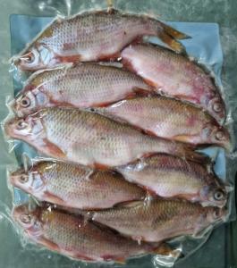 Lucebaits Coarse Fish 6-9