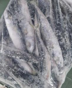 Lucebaits Small Mackerel Bulk Bag (30 Fish)