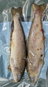 Lucebaits Brown Trout (2-3 Fish)