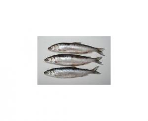 Lucebaits Pollan (5 Fish)